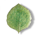 Hydrangea Leaf I Stoneware Plate - Light green