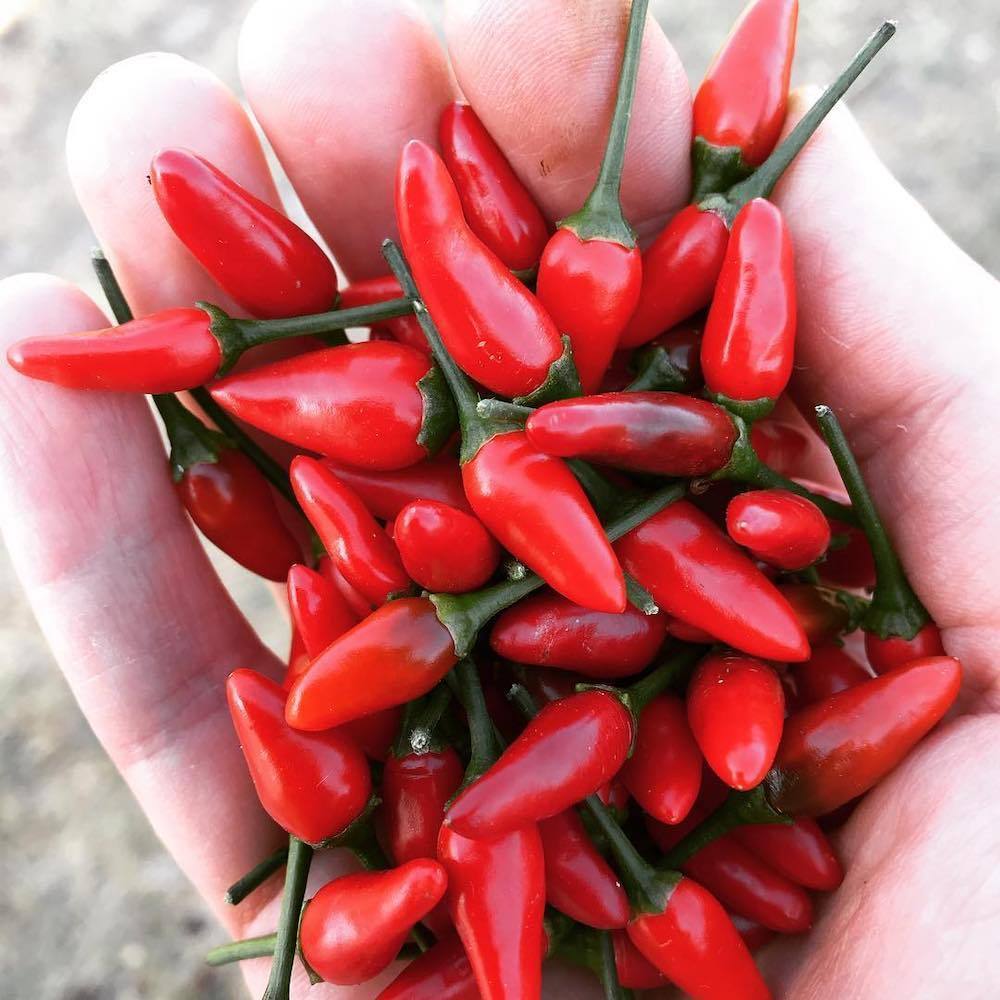 Portuguese Piri-Piri I Hot